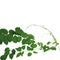 Heart shaped green leaf tropical climbing vines isolated on whit