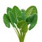 Heart shaped green leaves of Elephant Ear or Giant Taro Alocasia macrorrhizos, tropical rainforest plant bush isolated on white