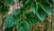 Heart shaped green leaves and rustic wood fence