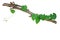 Heart shaped green leaves vine climbing on tree branch isolated