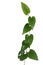 Heart shaped green natural leaves vine, long pepper herbal plant