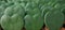 Heart shaped green succulent leaves pattern of Wax plant a.k.a. Hoya `Sweetheart` Hoya kerrii small potted houseplant, live