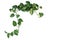 Heart shaped green variegated leave hanging vine plant of devilâ€™s ivy or golden pothos Epipremnum aureum popular foliage