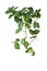 Heart shaped green variegated leave hanging vine plant of devilâ€™s ivy or golden pothos Epipremnum aureum popular foliage