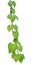 Heart-shaped greenery leaf climbing vines on white back