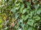 Heart shaped greenery leaves climbing vine plant growing in the forest in Mlini, Croatia