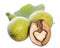 Heart shaped halfed walnut kernel in front of 2 fresh green walnuts on a branch with an leaf isolated on white background
