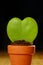 Heart-shaped Hoya kerrii