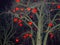 Heart-shaped lamps hanging on a tree.