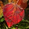 Heart Shaped Leaf