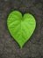 Heart shaped leaf on cracked soil