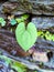 Heart shaped leaf photography background