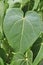 Heart shaped leaf of portia