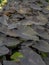 Heart-shaped leaves of the Black Magic plant