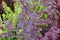 The heart-shaped leaves of the Eastern Redbud Tree Cercis canadensis turning maroon in color during the Autumn Season in the