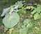 Heart shaped leaves of medium size of a green plant, which shows mistreatment consisting of holes in its center.