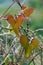 Heart shaped leaves on plant