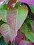 Heart Shaped leaves of the Sacred Fig tree
