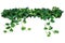 Heart shaped leaves vine, devil`s ivy, golden pothos, isolated o