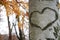 Heart shaped marked against tree bark