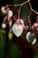 Heart shaped pale pink Begonia flower buds