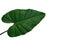 Heart-shaped philodendron green leaf, tropical foliage plant iso