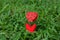 Heart-shaped photo holder on the green grass