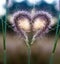 Heart-shaped pink flowers. During Valentine`s Day.