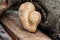 Heart shaped potato standing on the wood background