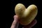 Heart shaped potato tuber Solanum Tuberosum held between thumb and finger of adult man, black background