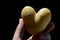 Heart shaped potato tuber Solanum Tuberosum held between thumb and finger of adult man, black background