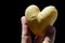 Heart shaped potato tuber Solanum Tuberosum held between thumb and index finger of adult male man, black background