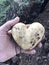 Heart shaped potatoes in hand