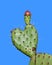 Heart shaped prickly pear cactus valentine
