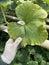 heart shaped pumpkin leaves yellowish green portrait in daylight