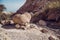 Heart Shaped Rock Desert En Gedi Israel