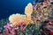 Heart-Shaped Sea Fan with colorful soft coral in Thailand