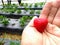 Heart-Shaped strawberry with strawberry fields background