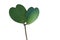 Heart shaped succulent green leaves of tropical climbing plant S