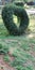 Heart shaped topiary living tree photos art stock