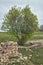 A heart-shaped tree among the remains of a stone structure in the front. Rural fields, overcast sky. Interesting places during the