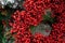 Heart-shaped wreath of oak holly berries close-up. Red matte Christmas symbols holly berries. Festive winter background, christmas