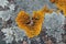 Heart shaped Xanthoria parietina lichen on stone