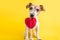 Heart simbol shaped candy licking dog. Sweets lover pet. Diet. Yellow background