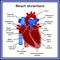 Heart structure. The organ of the circulatory system