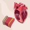 heart tissues realistic organ