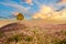 Heart tree on Cosmos mountain, abstract backgrounds