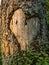 A heart on a tree trunk formed by chipping bark and lit by the morning sun