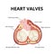 Heart valves anatomy