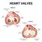 Heart valves anatomy